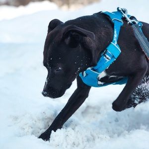 Meet your Posher, April